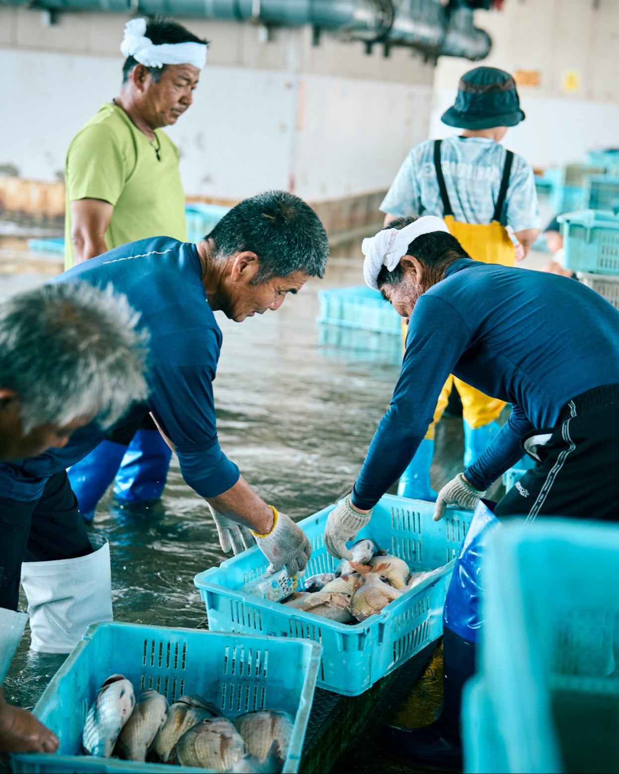 Akashiura Fishing Port, Hyogo Prefecture Seasonal Seafood Sampler Set (4-6 varieties, approximately 2kg)
