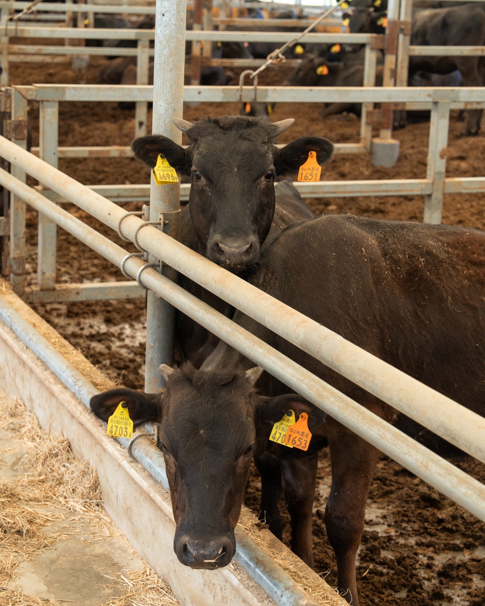 ARF Select 国産飼料100%で育てられた天童牛 切り落とし 2kg