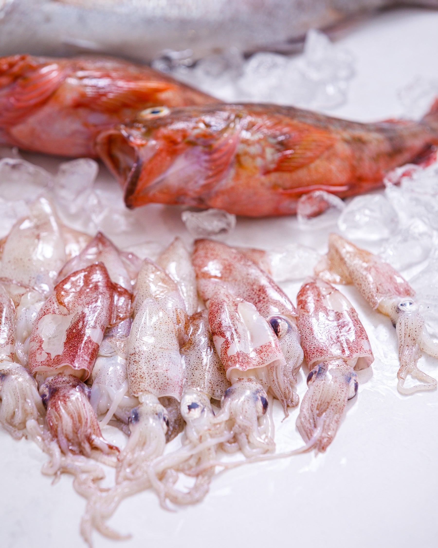 兵庫県明石浦漁港 旬の魚介お試しセット(4~6種・2kg程度)