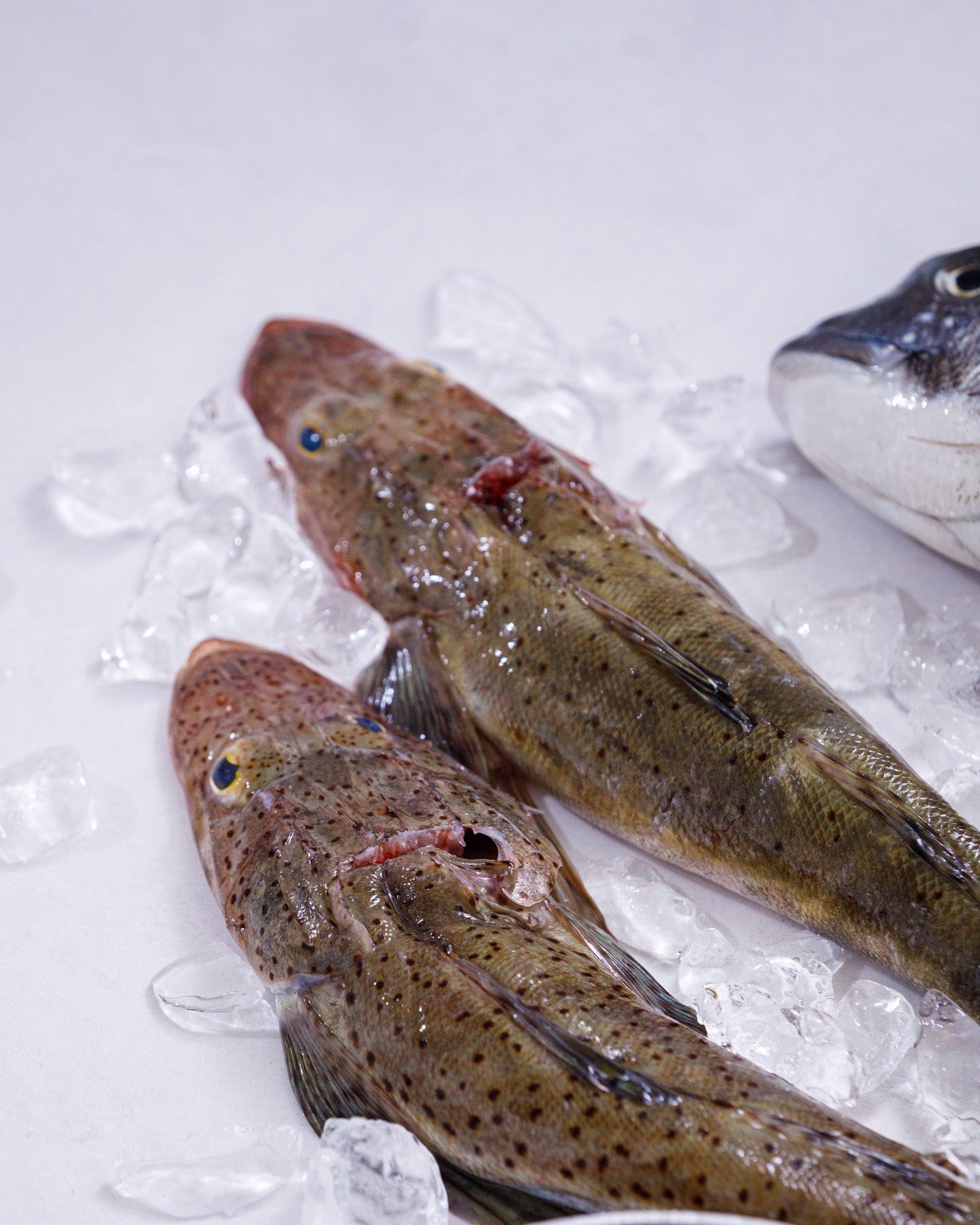兵庫県明石浦漁港 旬の魚介お試しセット(4~6種・2kg程度)