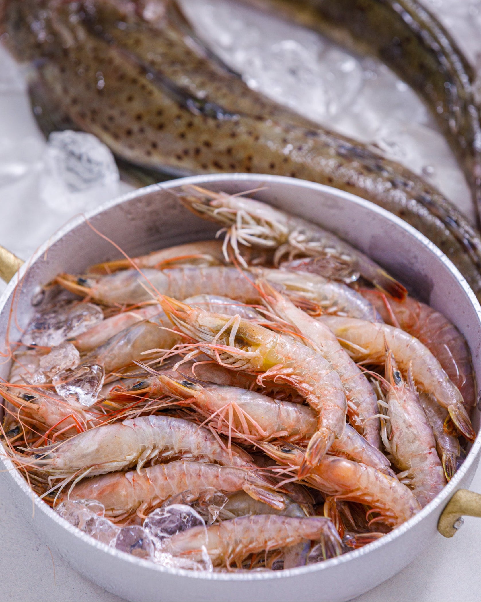 兵庫県明石浦漁港 旬の魚介お試しセット(4~6種・2kg程度)