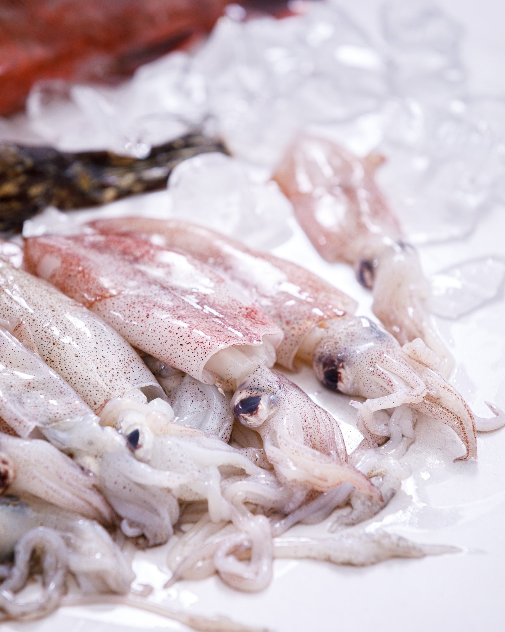 兵庫県明石浦漁港 旬の魚介セット A(4~6種・2.5~3kg程度)