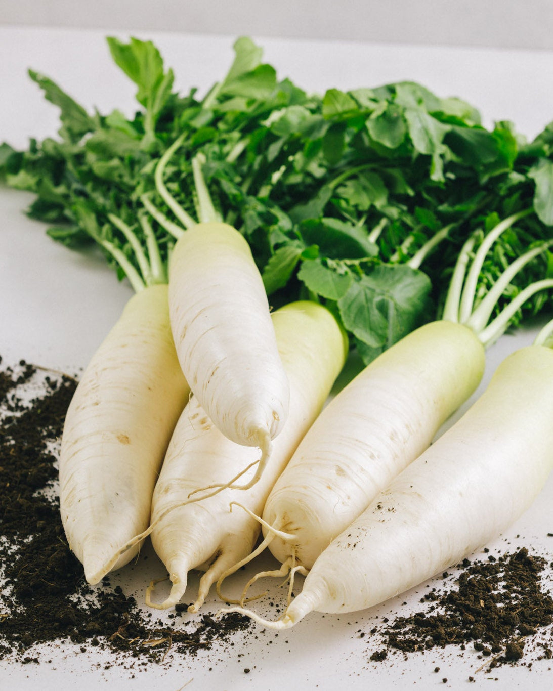 千葉県館山・南房総 大根 10kg