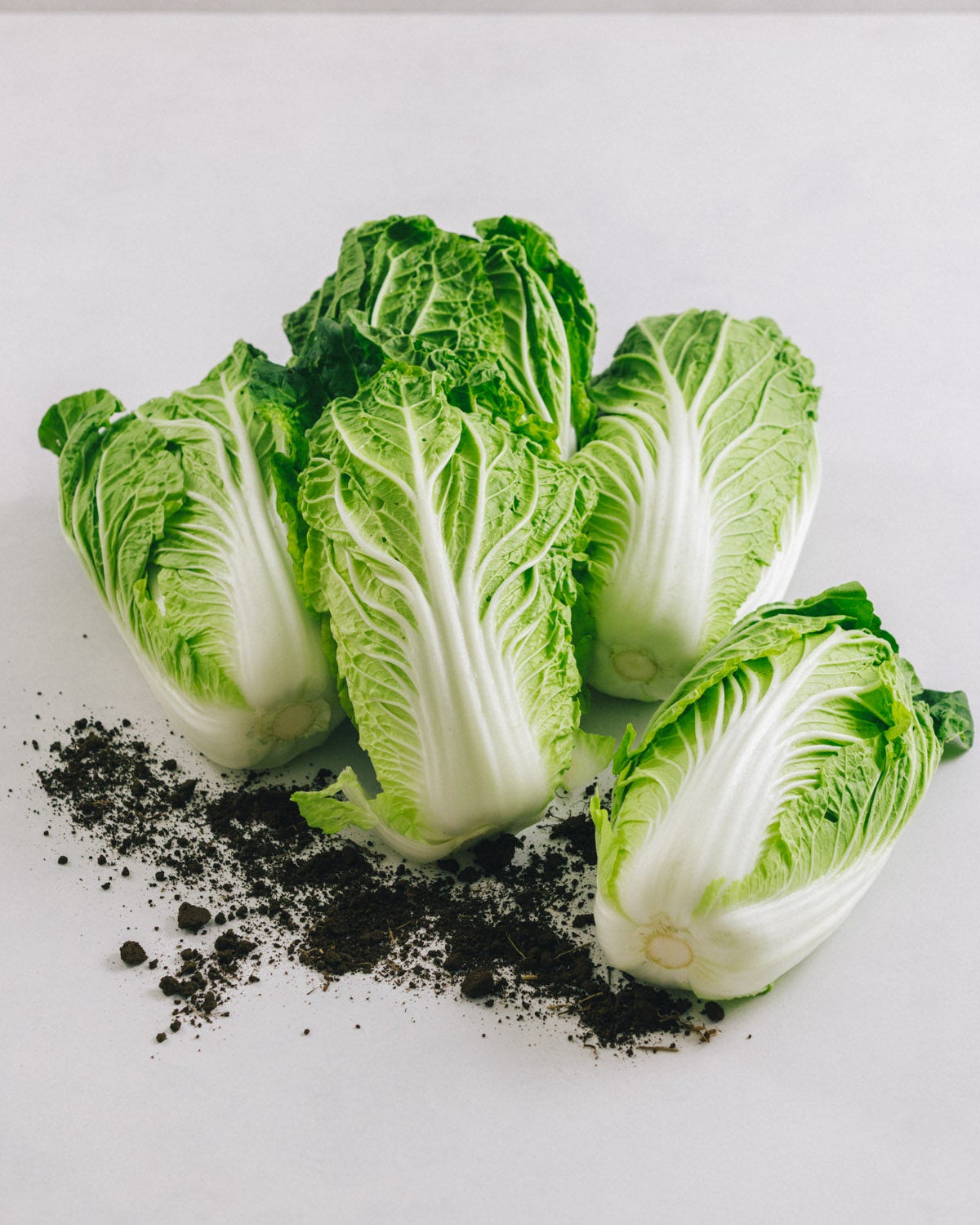 千葉県館山・南房総 ミニ白菜 10kg