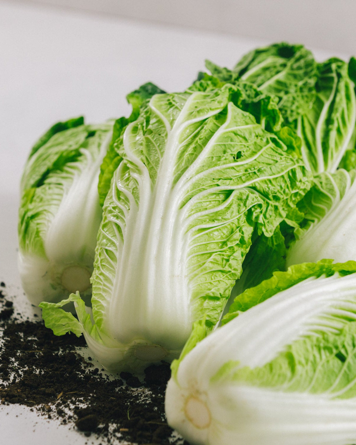 千葉県館山・南房総 ミニ白菜 10kg