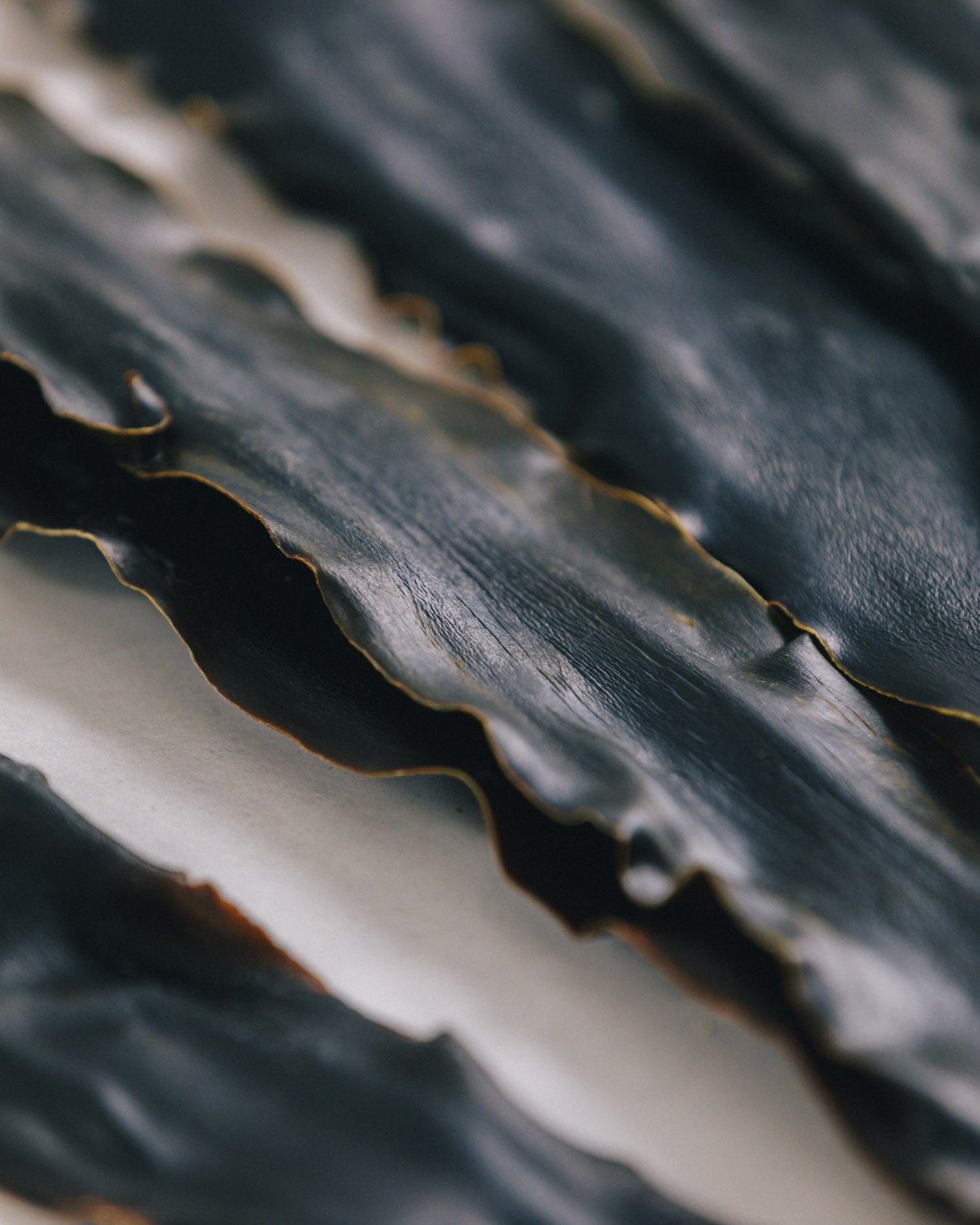 北海道礼文島 2024年夏獲れ利尻昆布 プレミアム 300g 1pc