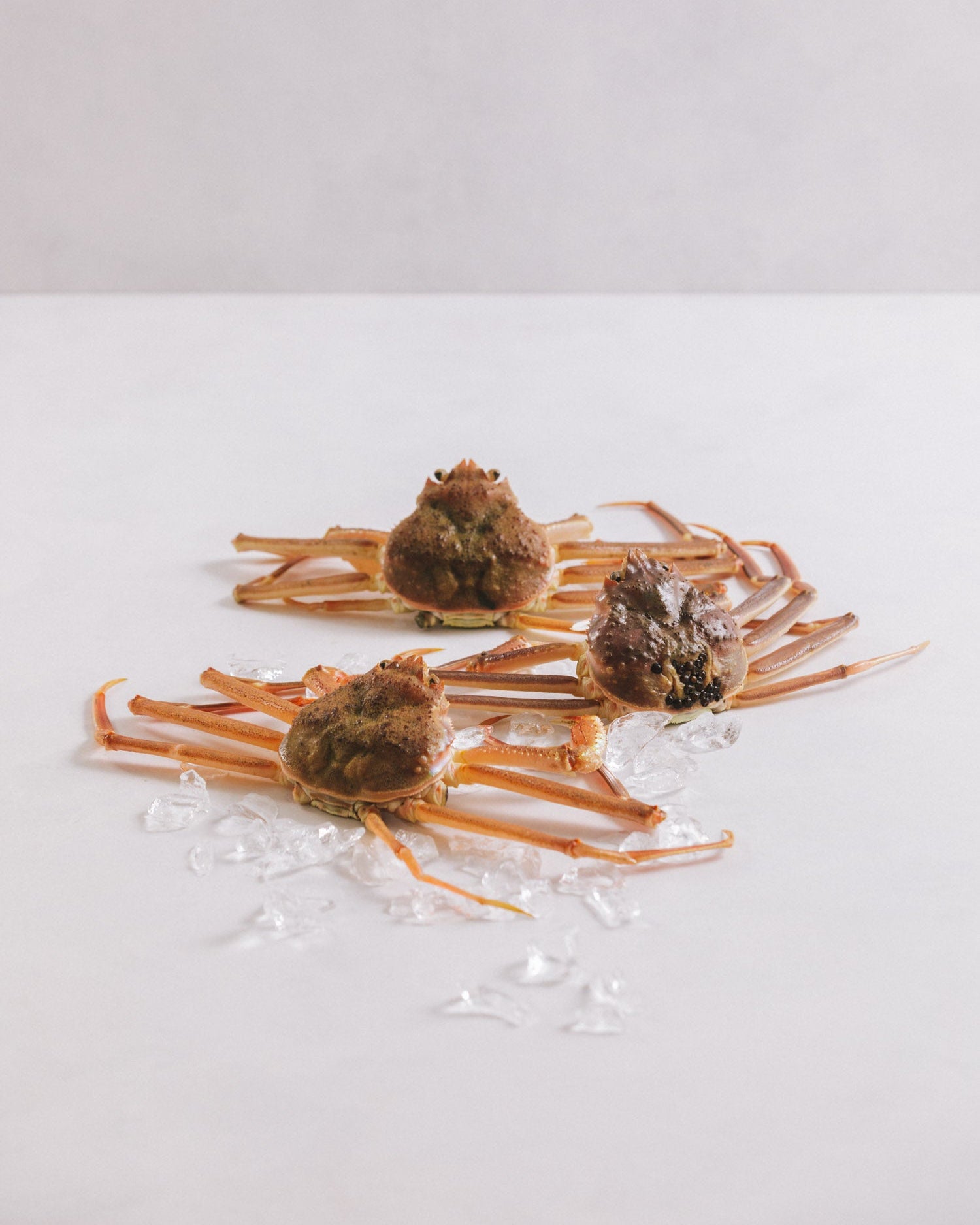 日本海 本ズワイガニ 訳あり(サイズ混合/足折れ含む)