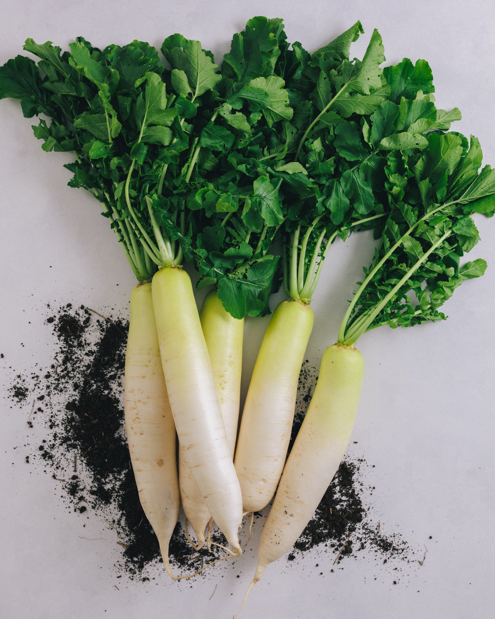 千葉県館山・南房総 大根 10kg