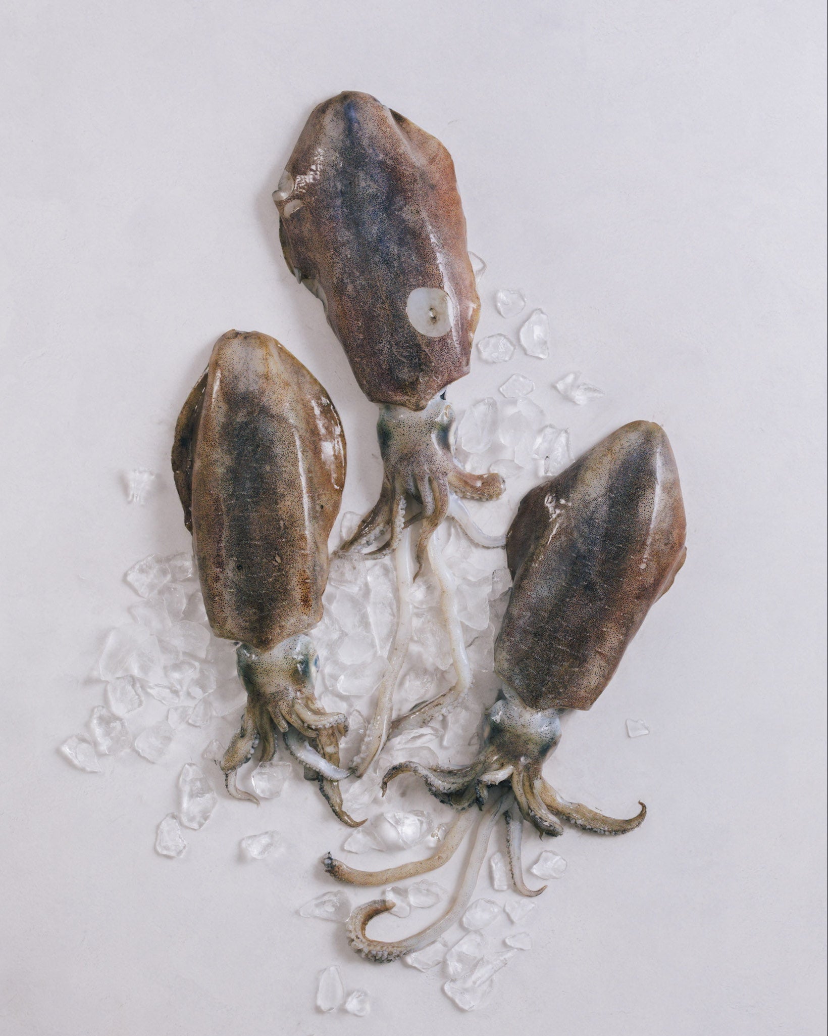 富山県産刺身用アオリイカ姿 1箱売(4~5kg) 冷凍