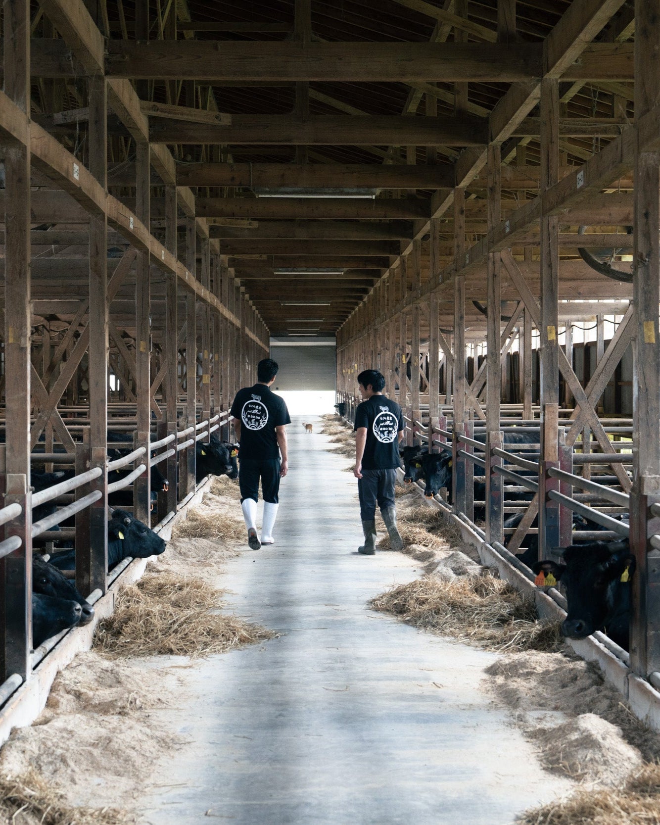 ARF Select 国産飼料100%で育てられた天童牛 イチボ 1kg