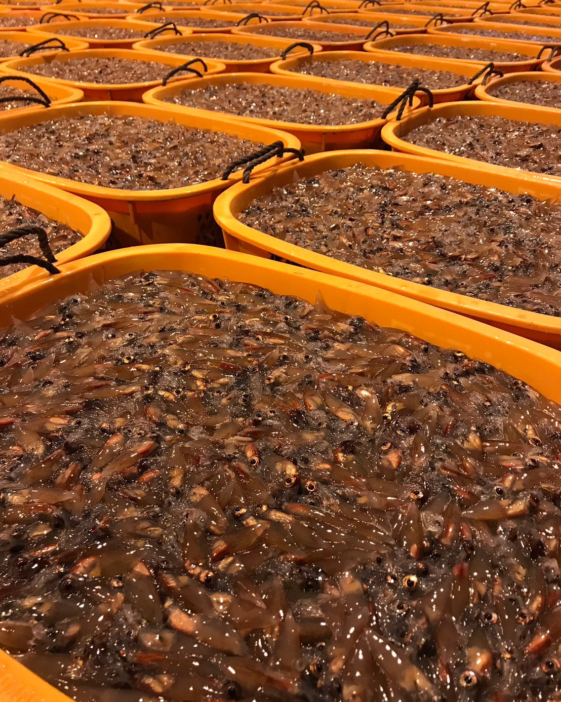 Toyama Bay Seasonal Seafood Set A (3-5 types, approximately 2.5 kg)