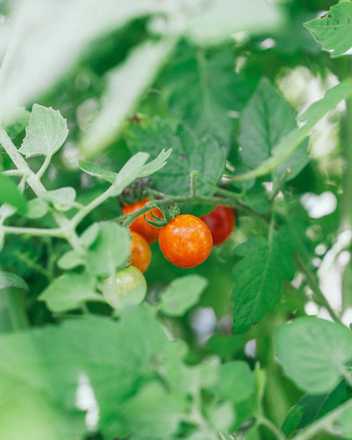 千葉県館山・南房総 旬の野菜お試しセット