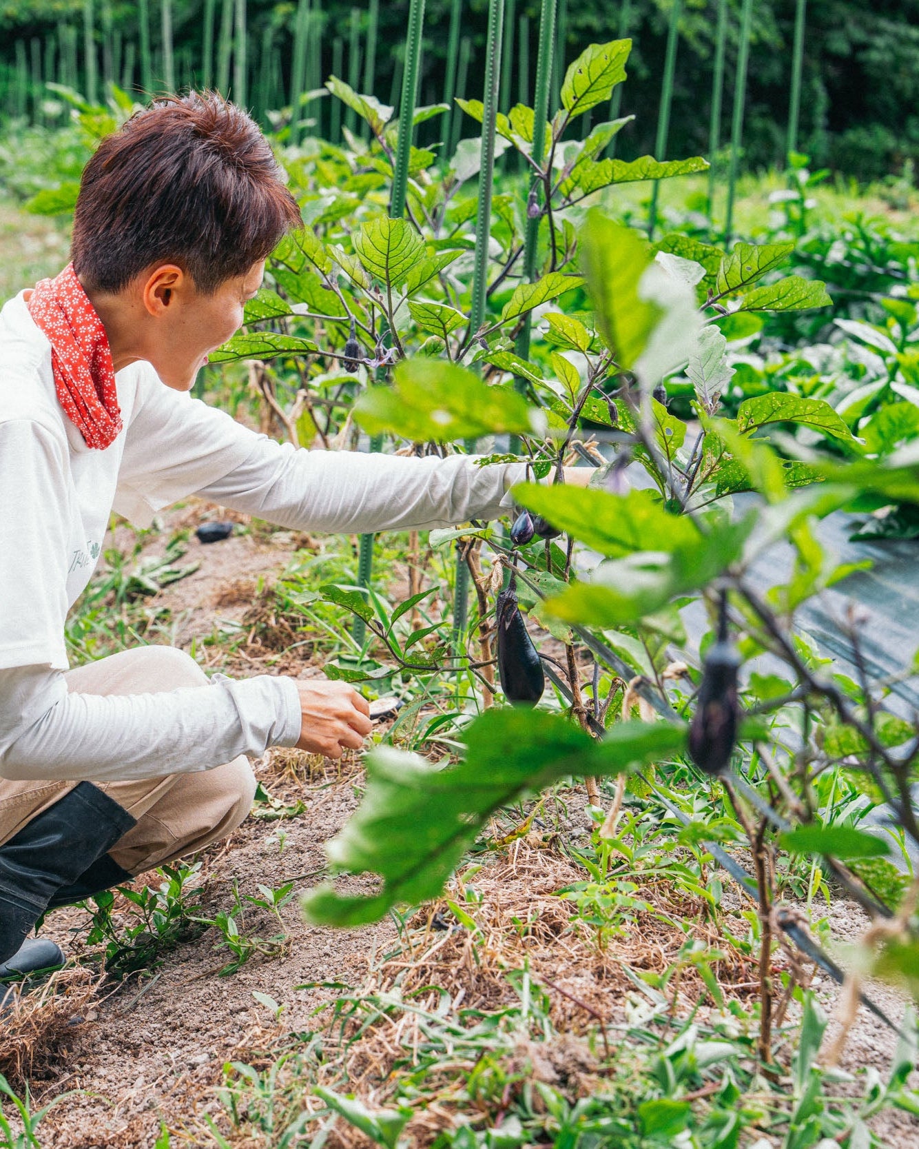 千葉県館山・南房総 旬の野菜セットA 大容量パック