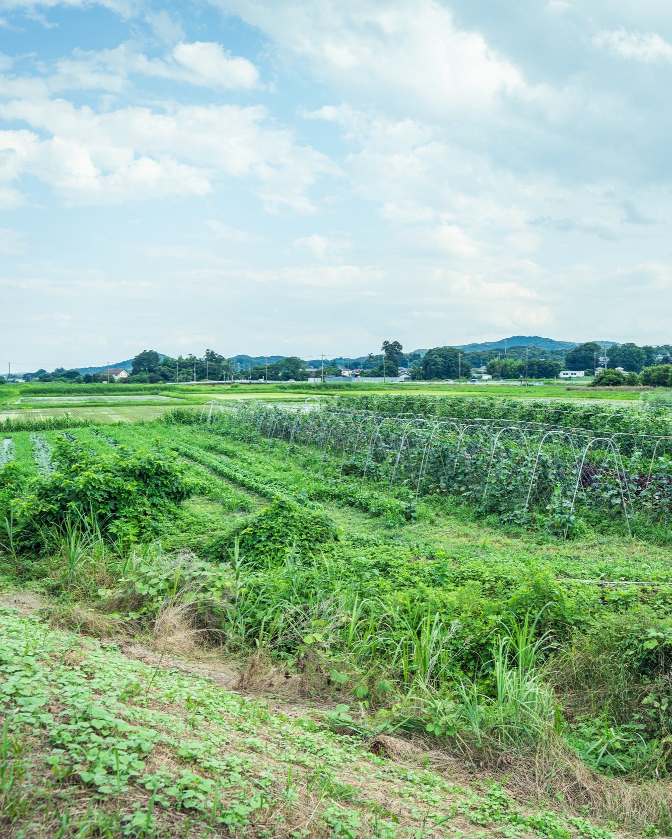 埼玉県小川町 旬の野菜セットB(8~10種)