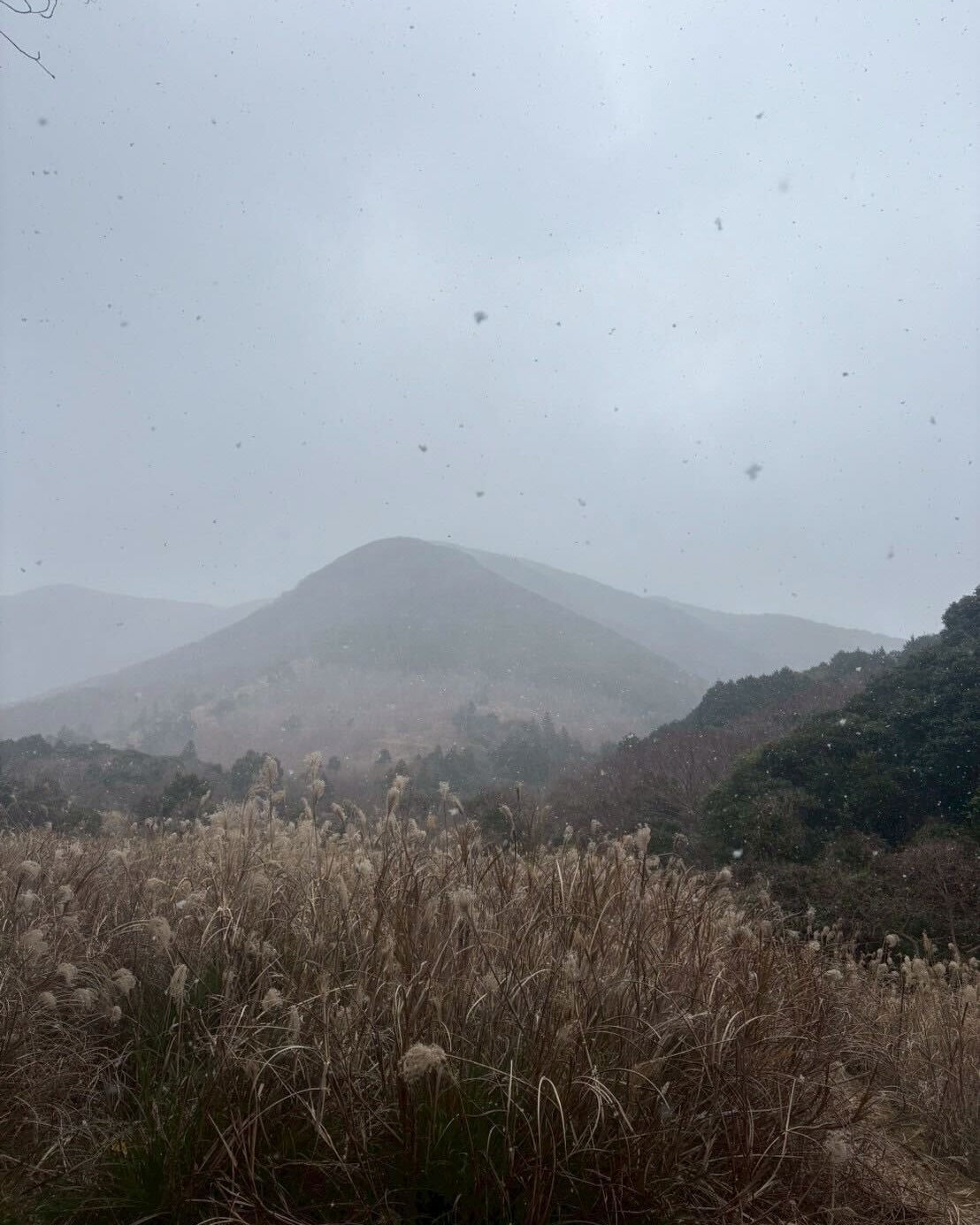 長崎県対馬 猪 トモサンカク・スネ付骨 1.5~2kg 冷凍