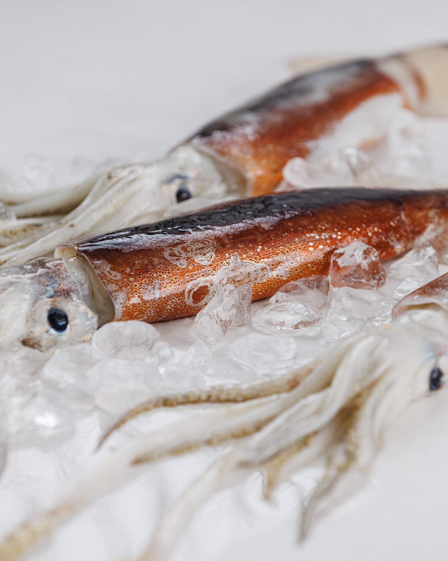 日本海富山湾 生スルメイカ(約2.5~3kg)