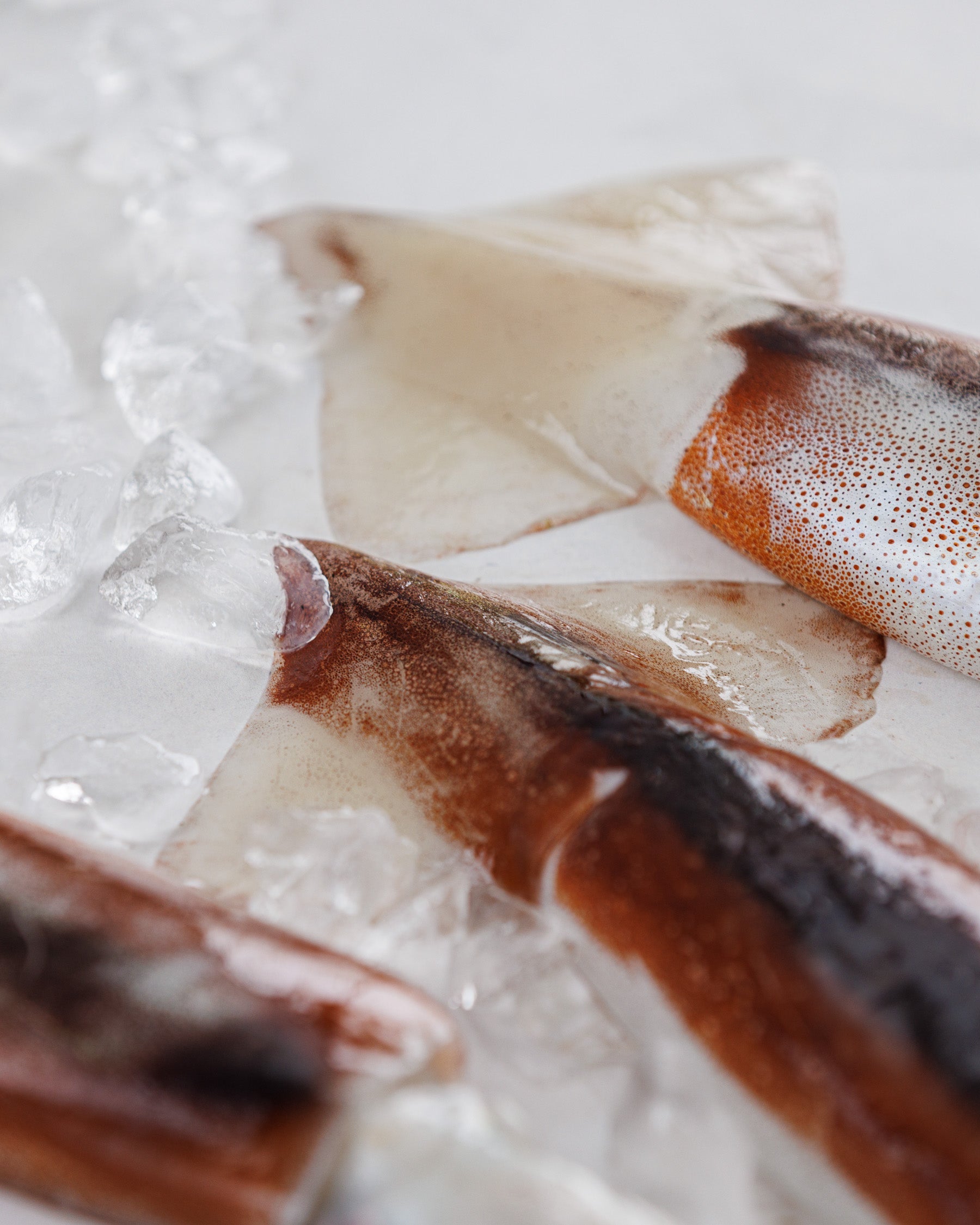 日本海富山湾 生スルメイカ(約2.5~3kg)