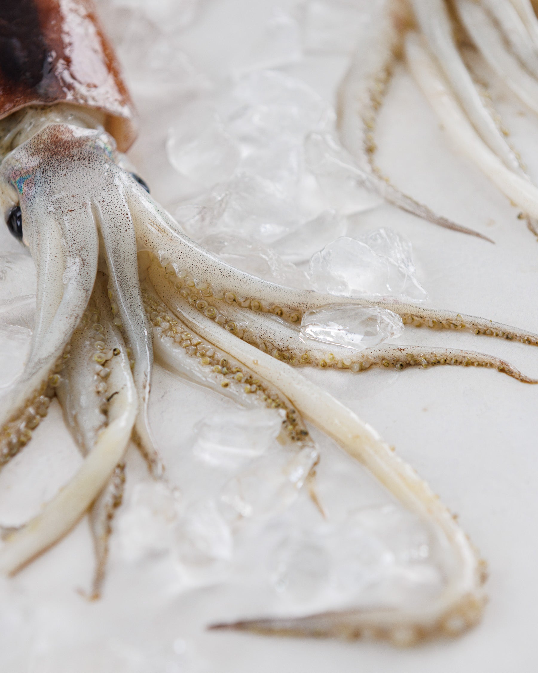 日本海富山湾 生スルメイカ(約2.5~3kg)