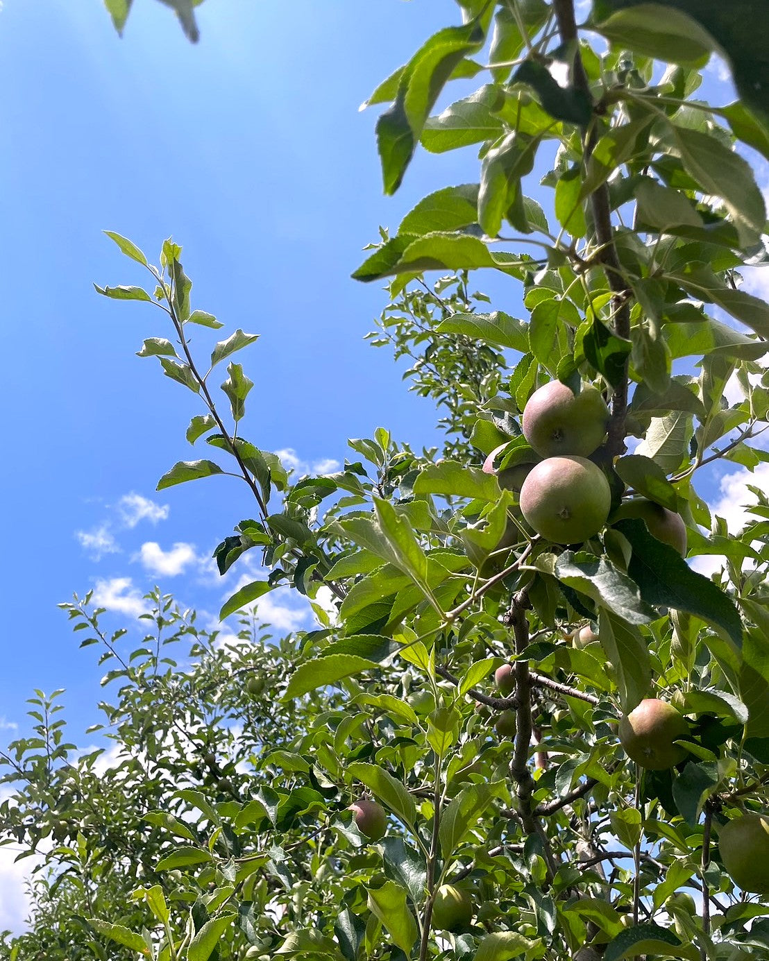 長野県安曇野市 100%りんごジュース お試し2本セット(サンツガル)