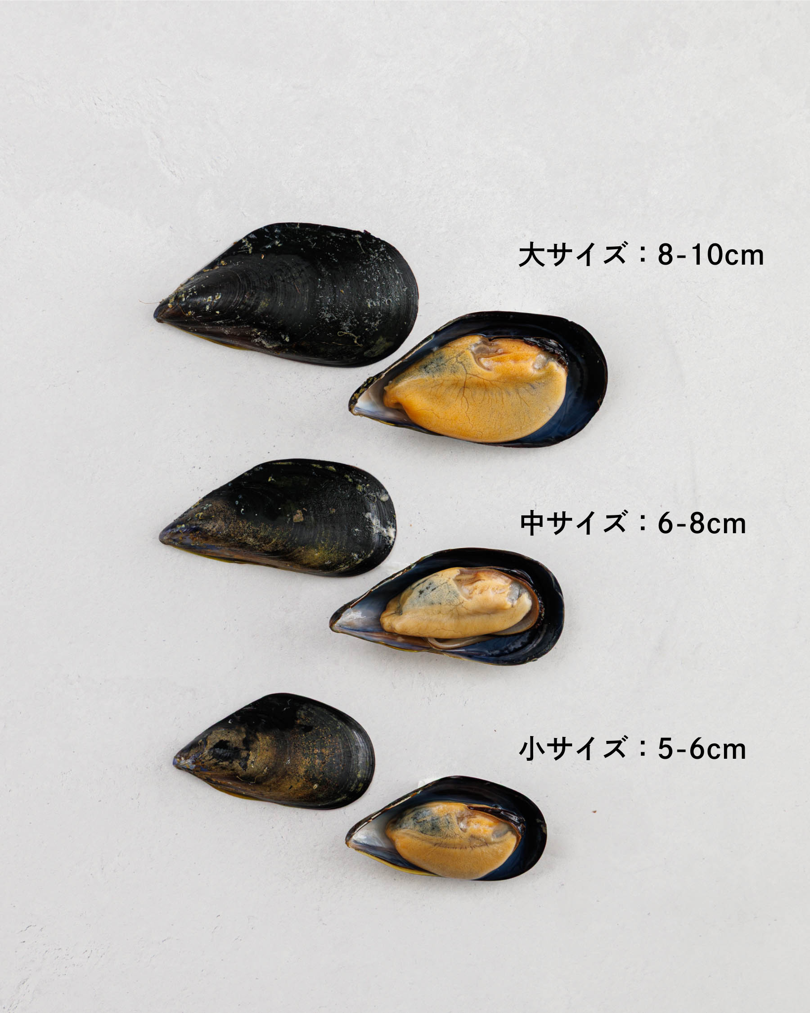 Toyama Bay Seasonal Seafood Set A (3-5 types, approximately 2.5 kg)