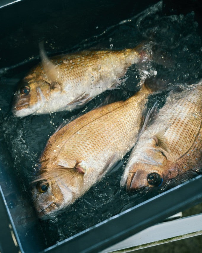 魚