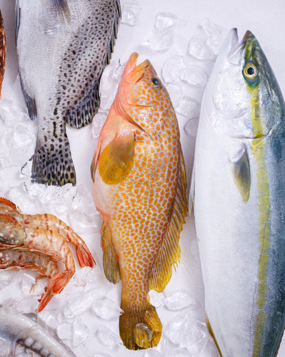 富山湾 旬の魚介セット B（3～5種・4kg程度）