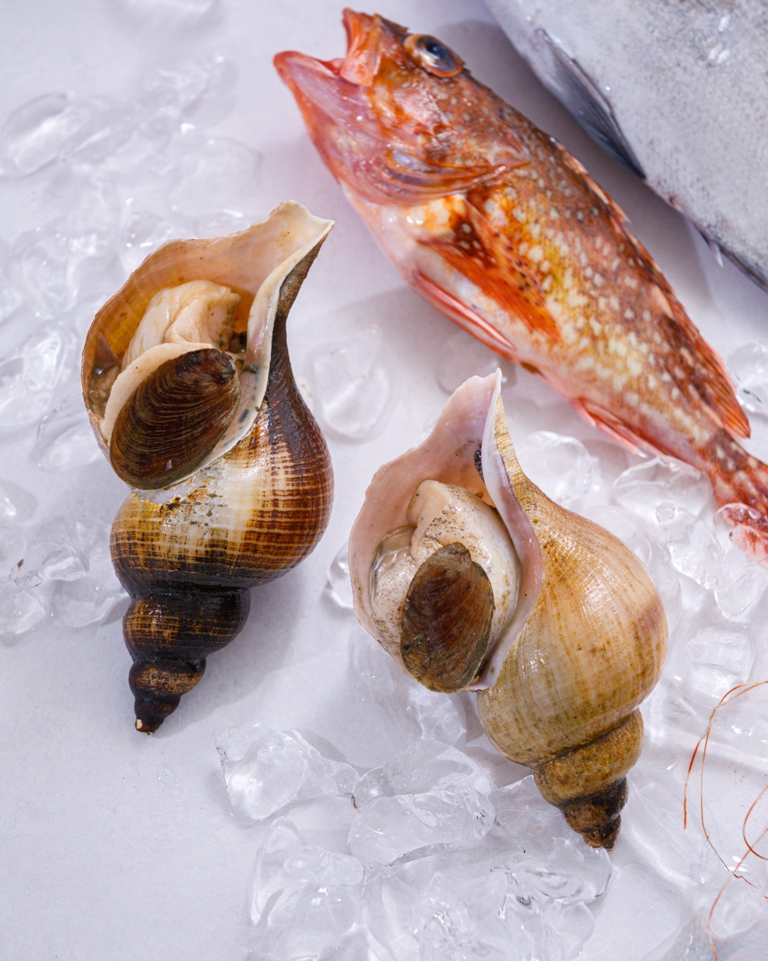 富山湾 旬の魚介セット B（3～5種・4kg程度）