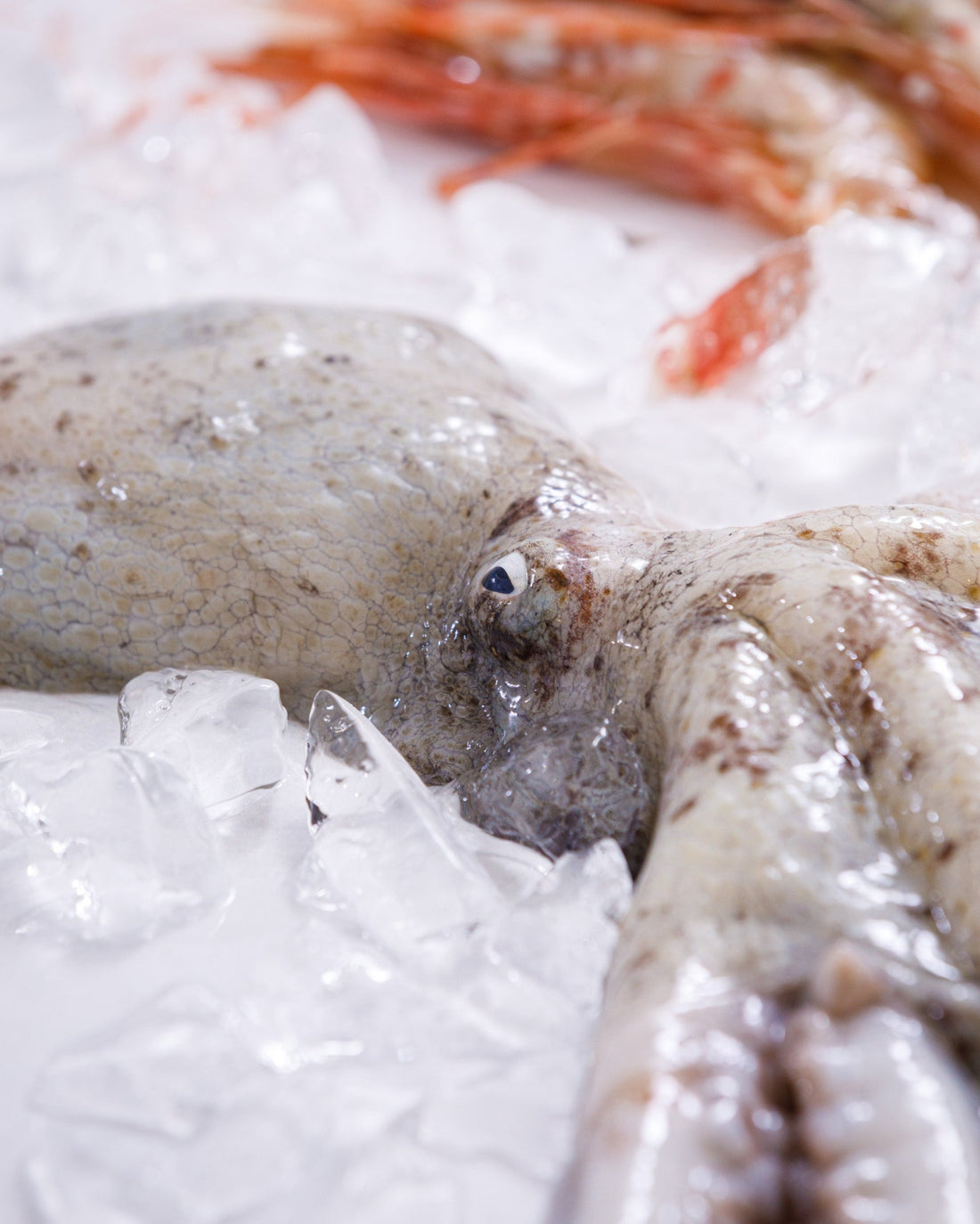 富山湾 旬の魚介お試しセット（2～4種・2kg程度）