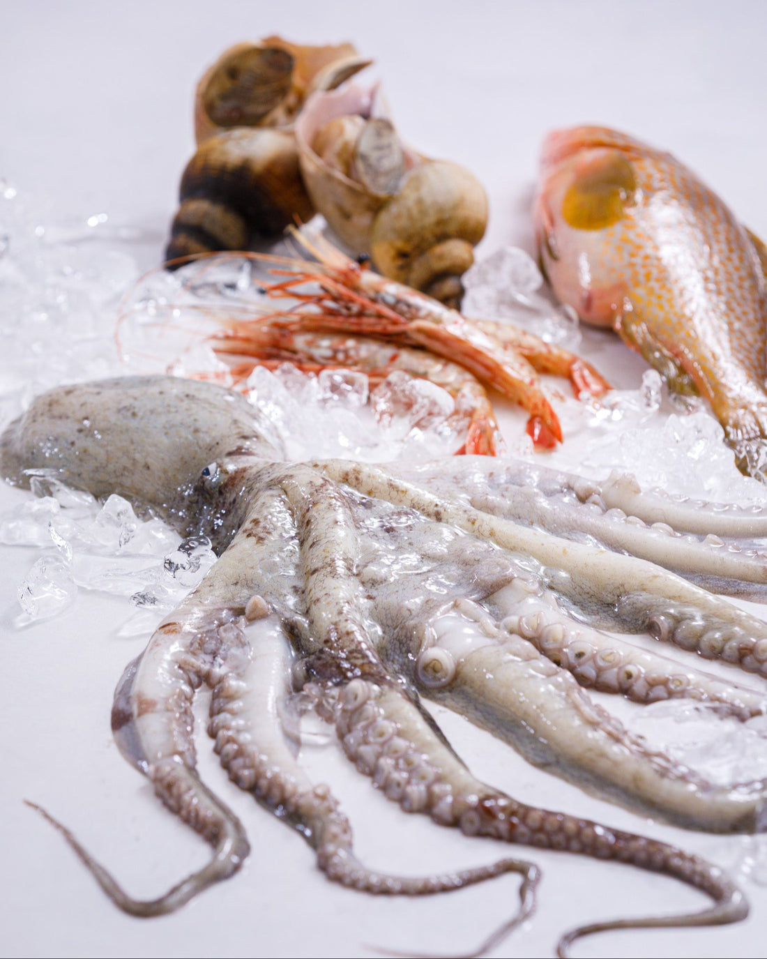 富山湾 旬の魚介セット A（3～5種・3.5kg程度）