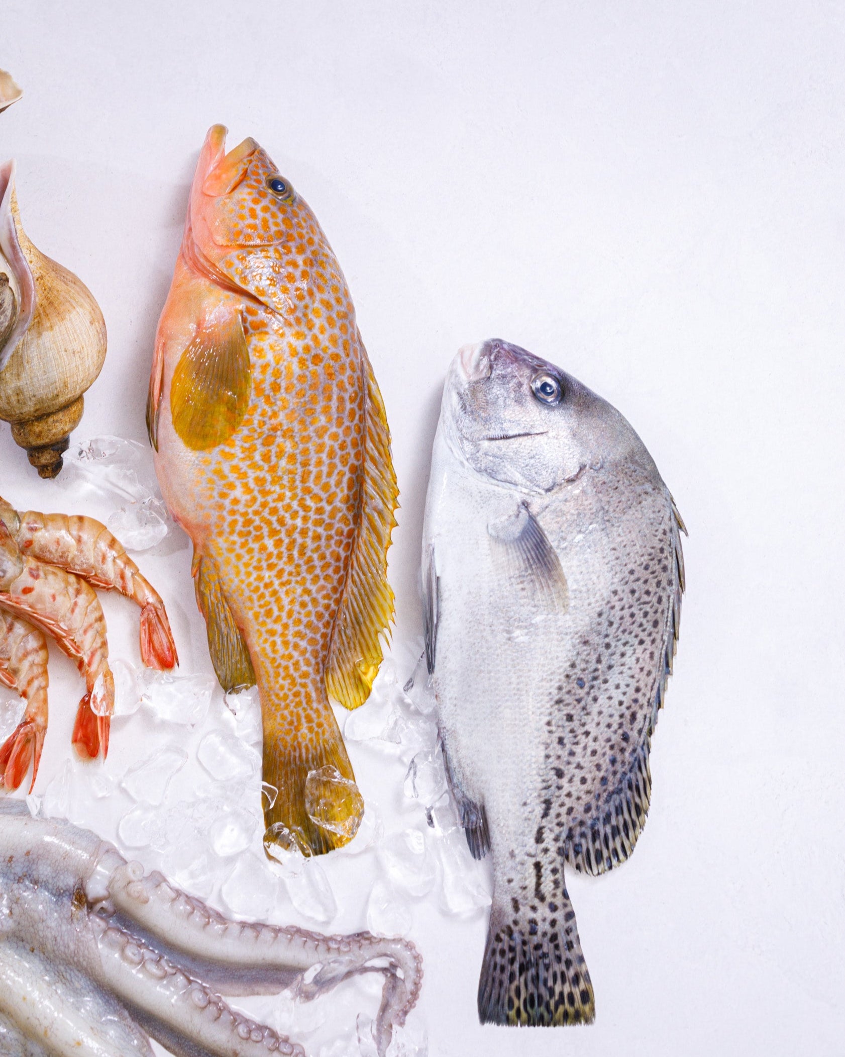 富山湾 旬の魚介セット A（3～5種・3.5kg程度）