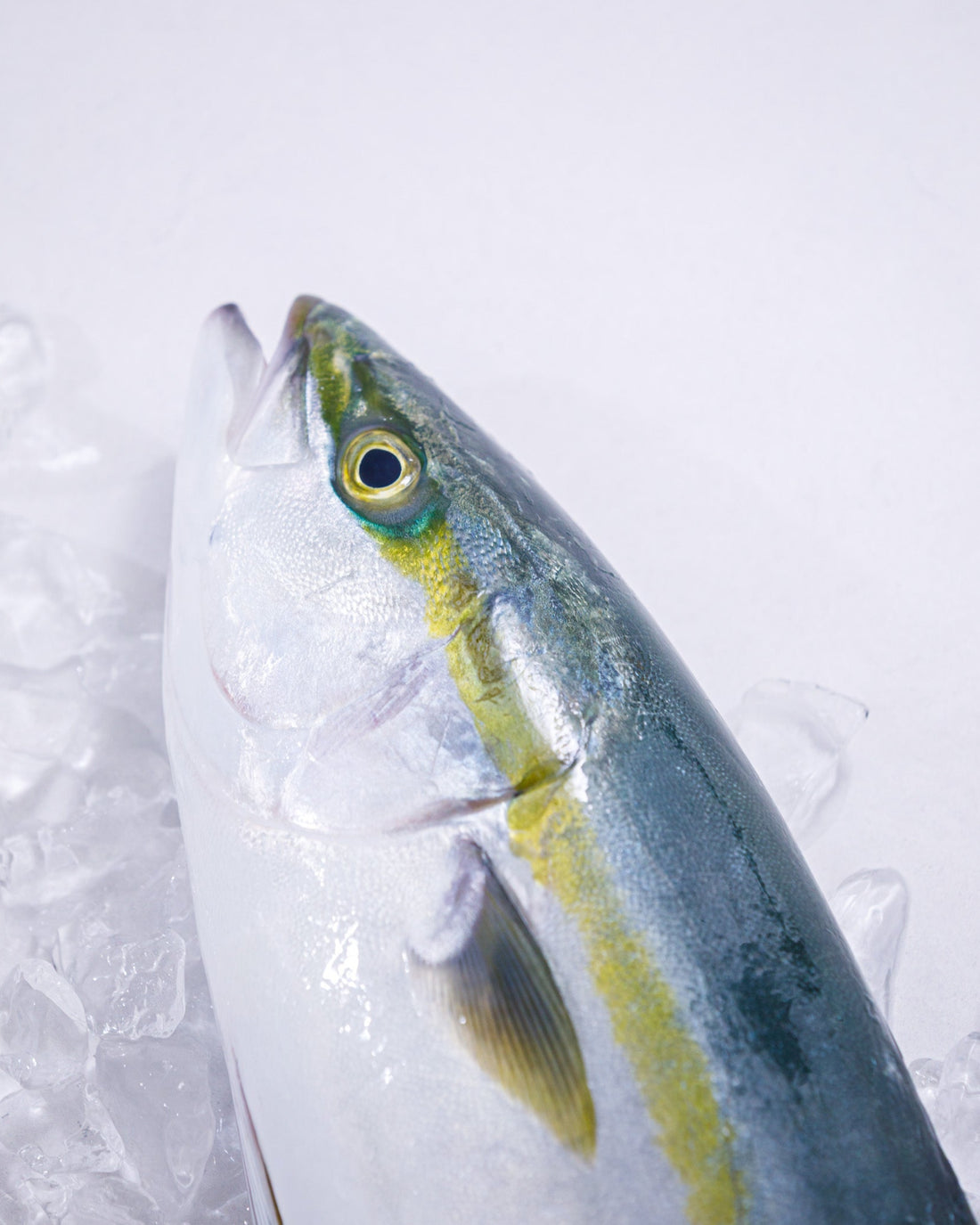 富山湾 旬の魚介セット B（3～5種・4kg程度）