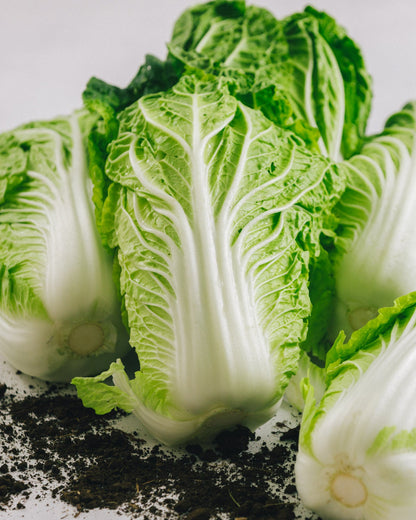 千葉県館山・南房総　ミニ白菜　5kg