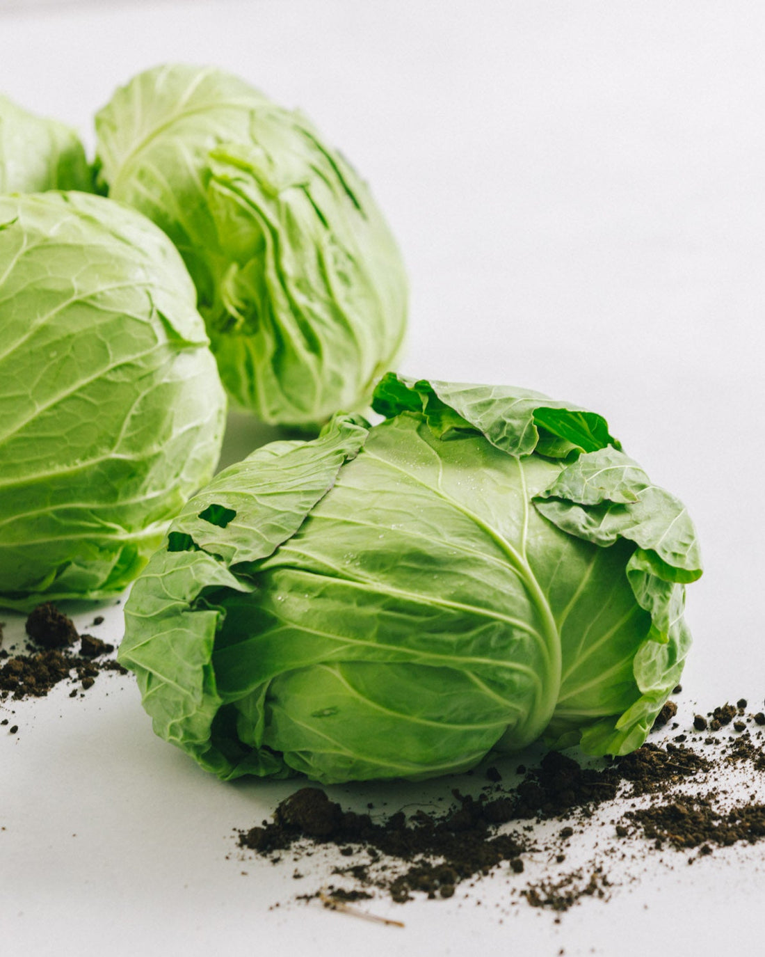 千葉県館山・南房総　キャベツ　10kg