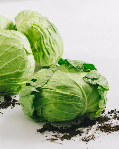 千葉県館山・南房総　キャベツ　10kg