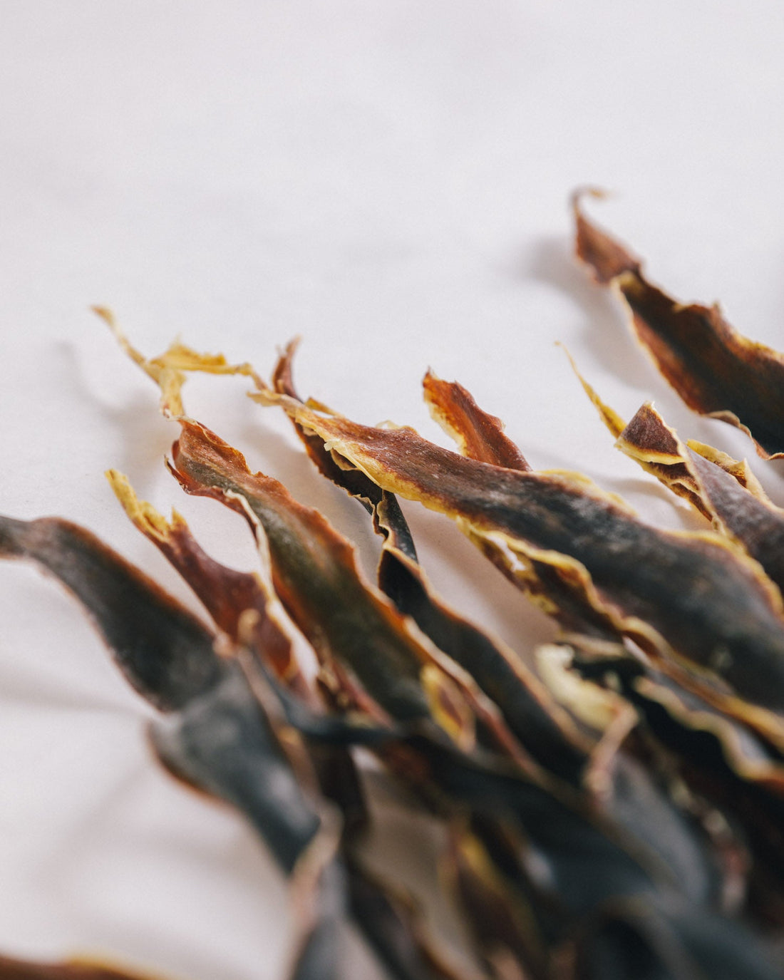 北海道礼文島　2025年夏獲れ利尻昆布　先　300g　1pc