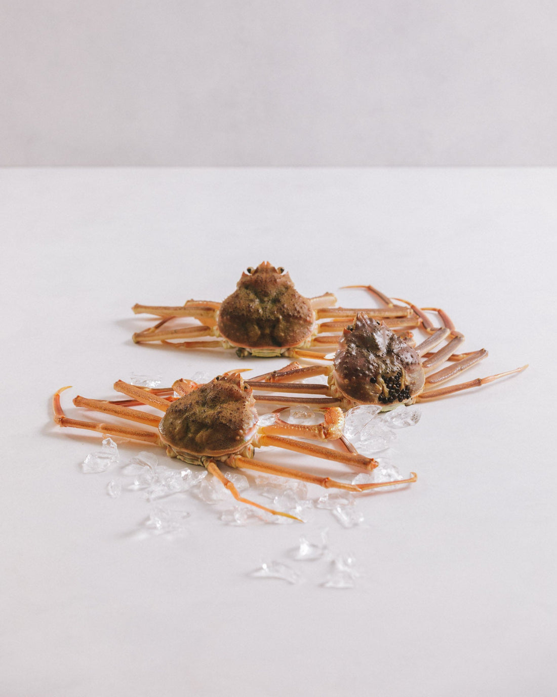 日本海　本ズワイガニ（サイズ混合／足折れ含む）