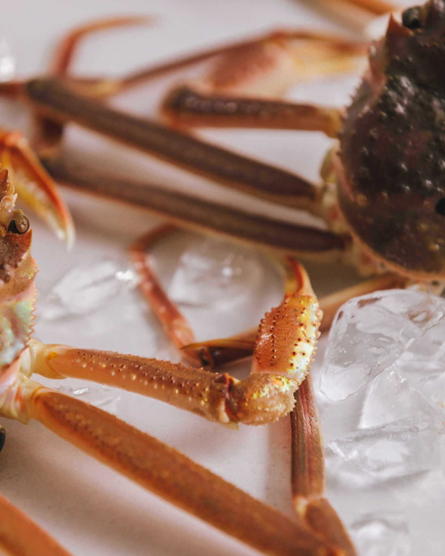 日本海　本ズワイガニ　訳あり（サイズ混合／足折れ含む）