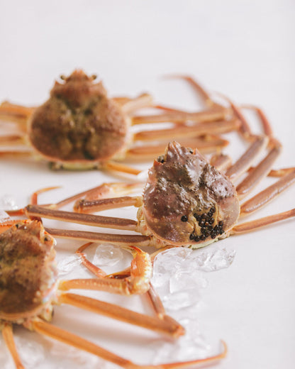 日本海　本ズワイガニ　訳あり（サイズ混合／足折れ含む）