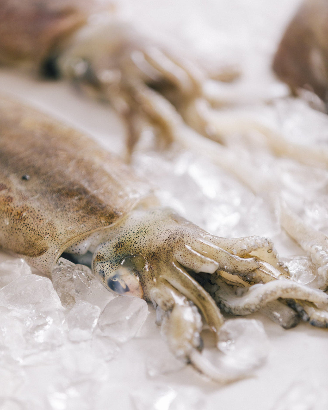 富山県産刺身用アオリイカ姿　1箱売（4～5kg）　冷凍