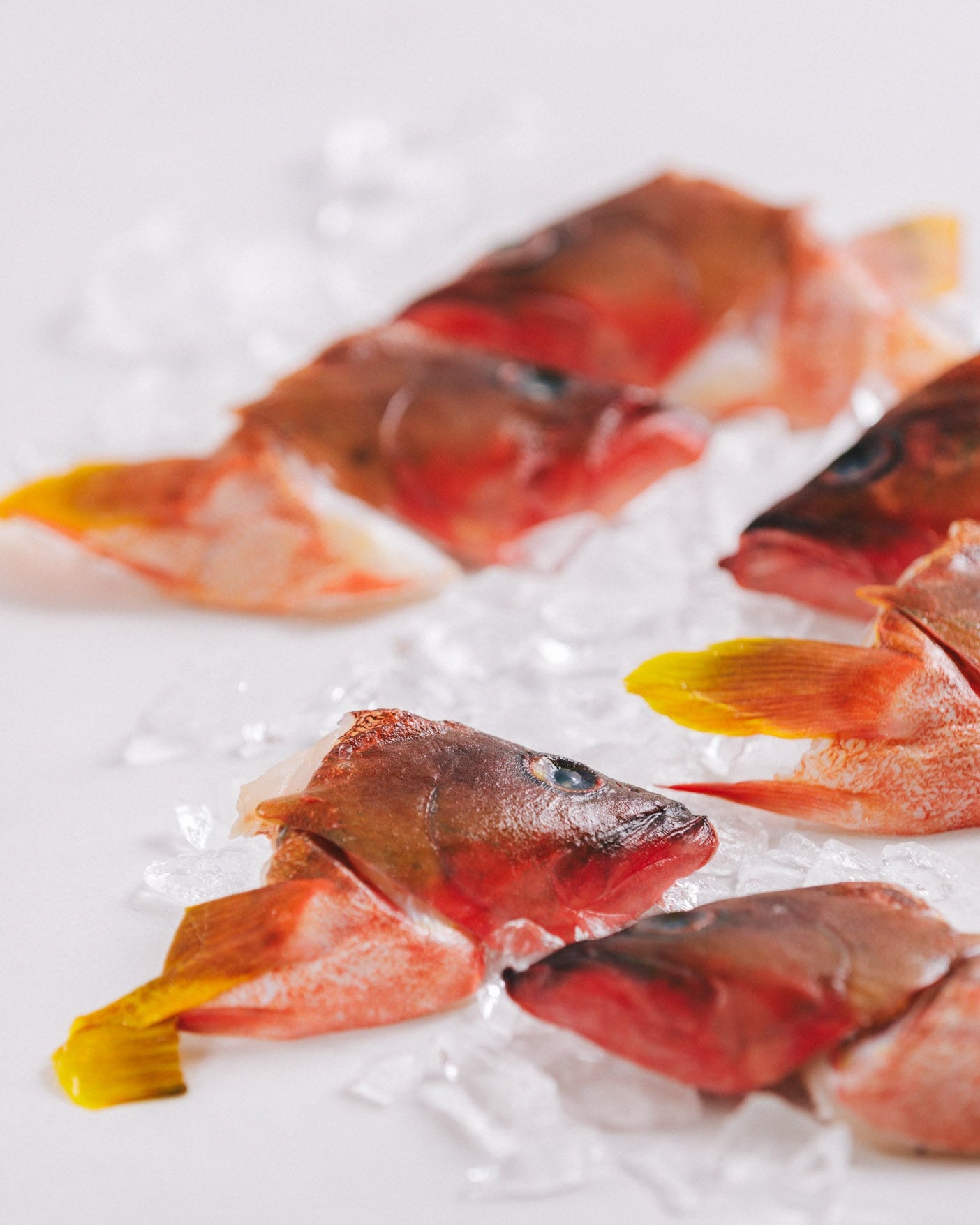 長崎県対馬　アカハタ兜　2kg　冷凍