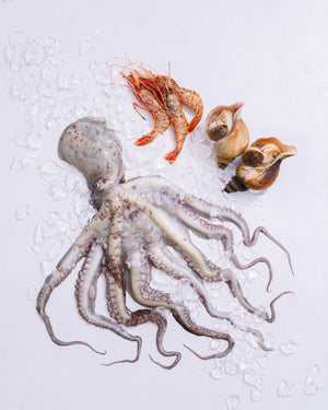 日本海 富山湾 旬の魚介お試しセット（2～4種・2kg程度）