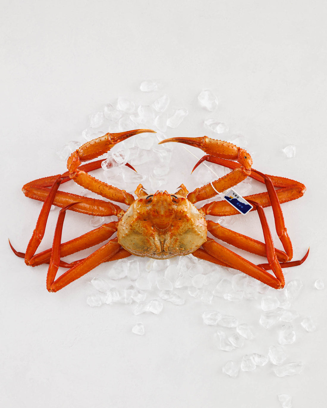 日本海富山湾 紅ズワイガニ 丸もの 姿（1kg超）タグ付き