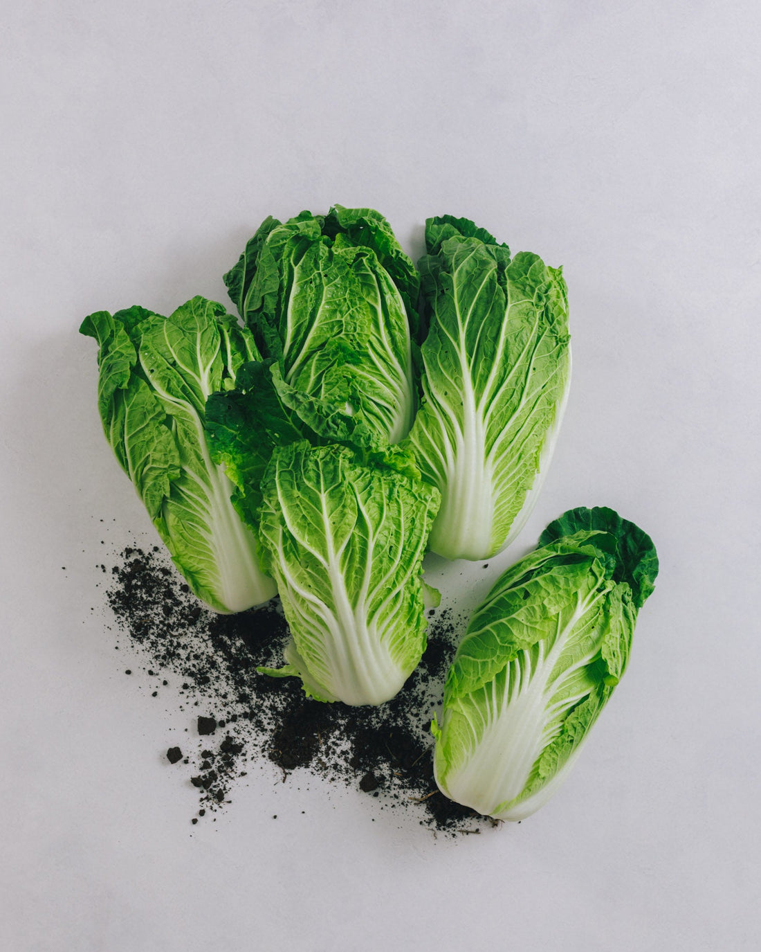 千葉県館山・南房総　ミニ白菜　5kg