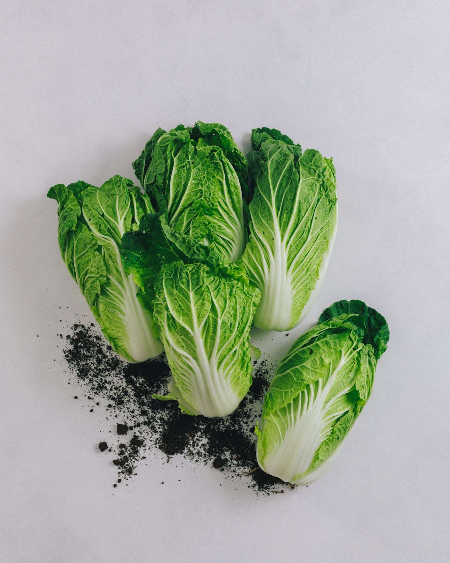 千葉県館山・南房総　ミニ白菜　5kg