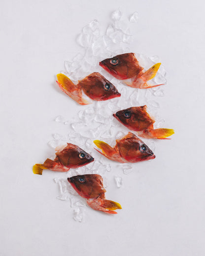 長崎県対馬　アカハタ兜　2kg　冷凍