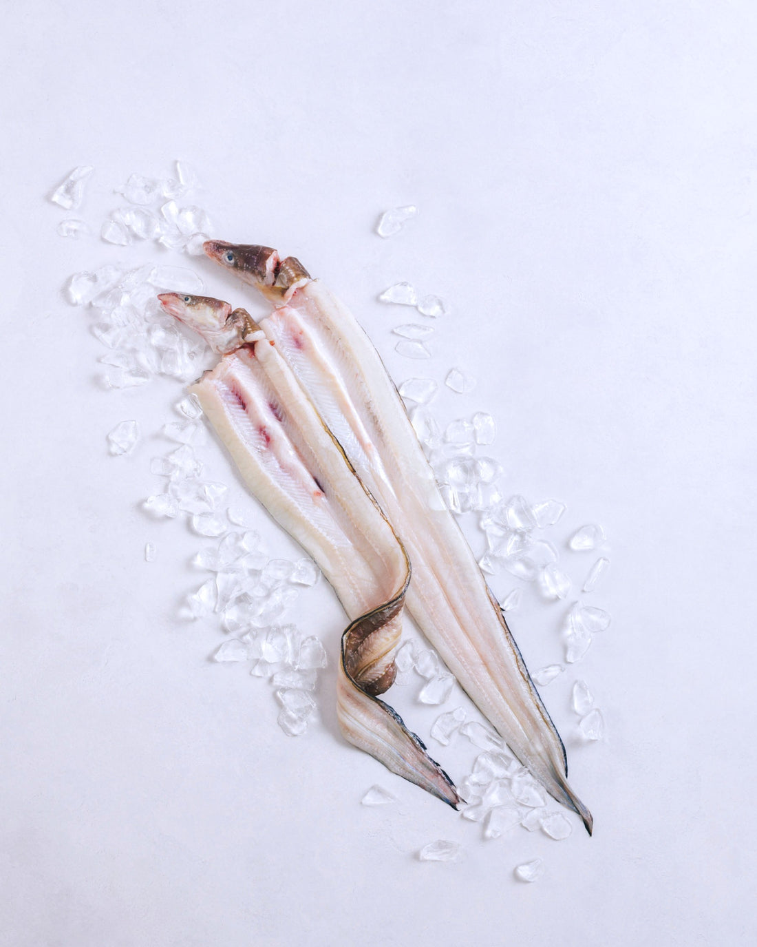Frozen Filleted Conger Eel from Tsushima, Nagasaki Prefecture, 1kg (sample)
