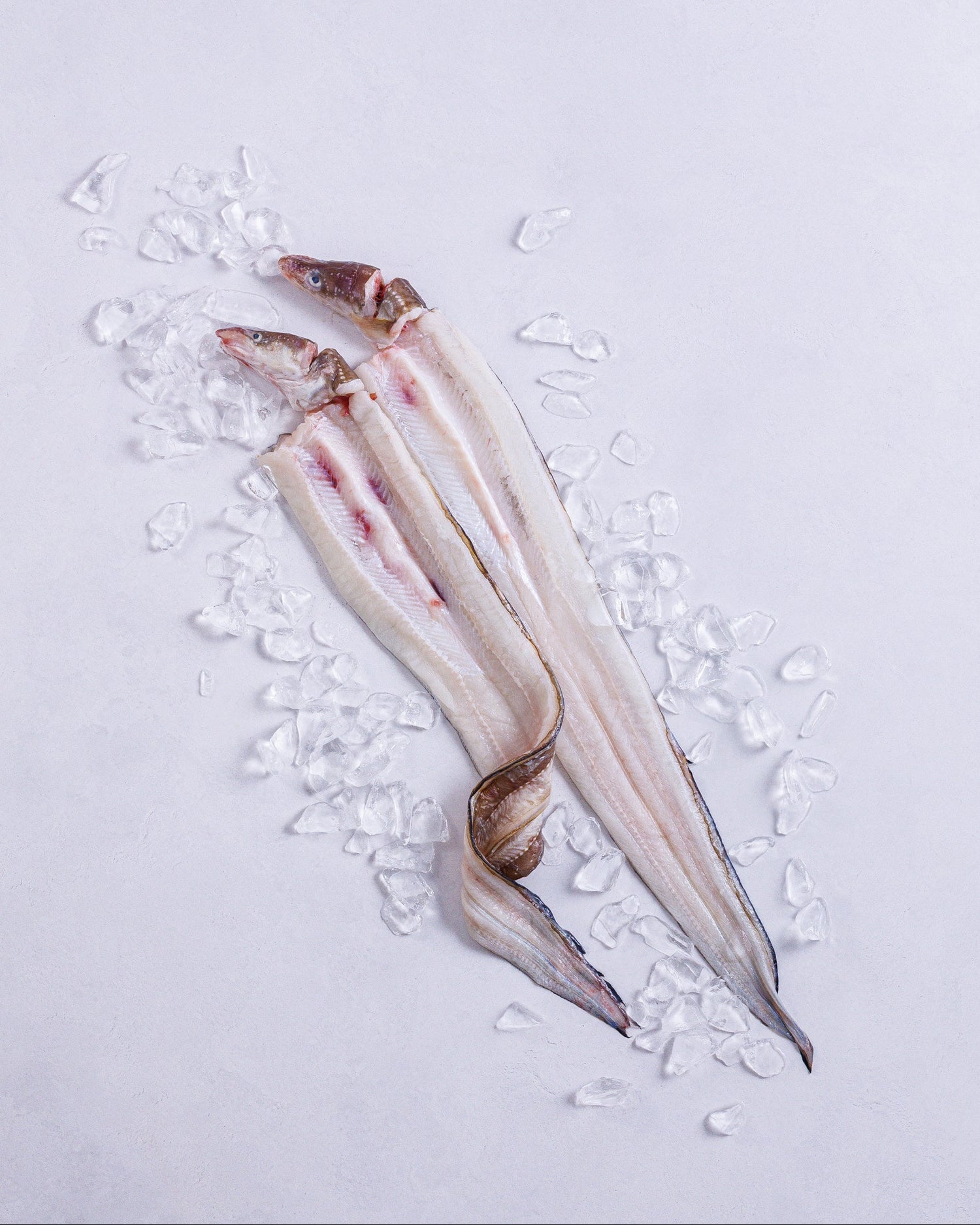 長崎県対馬　神経締め穴子の開き　約1kg（お試し）　冷凍