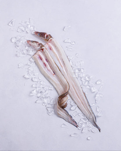 長崎県対馬　神経締め穴子の開き　約1kg（お試し）　冷凍