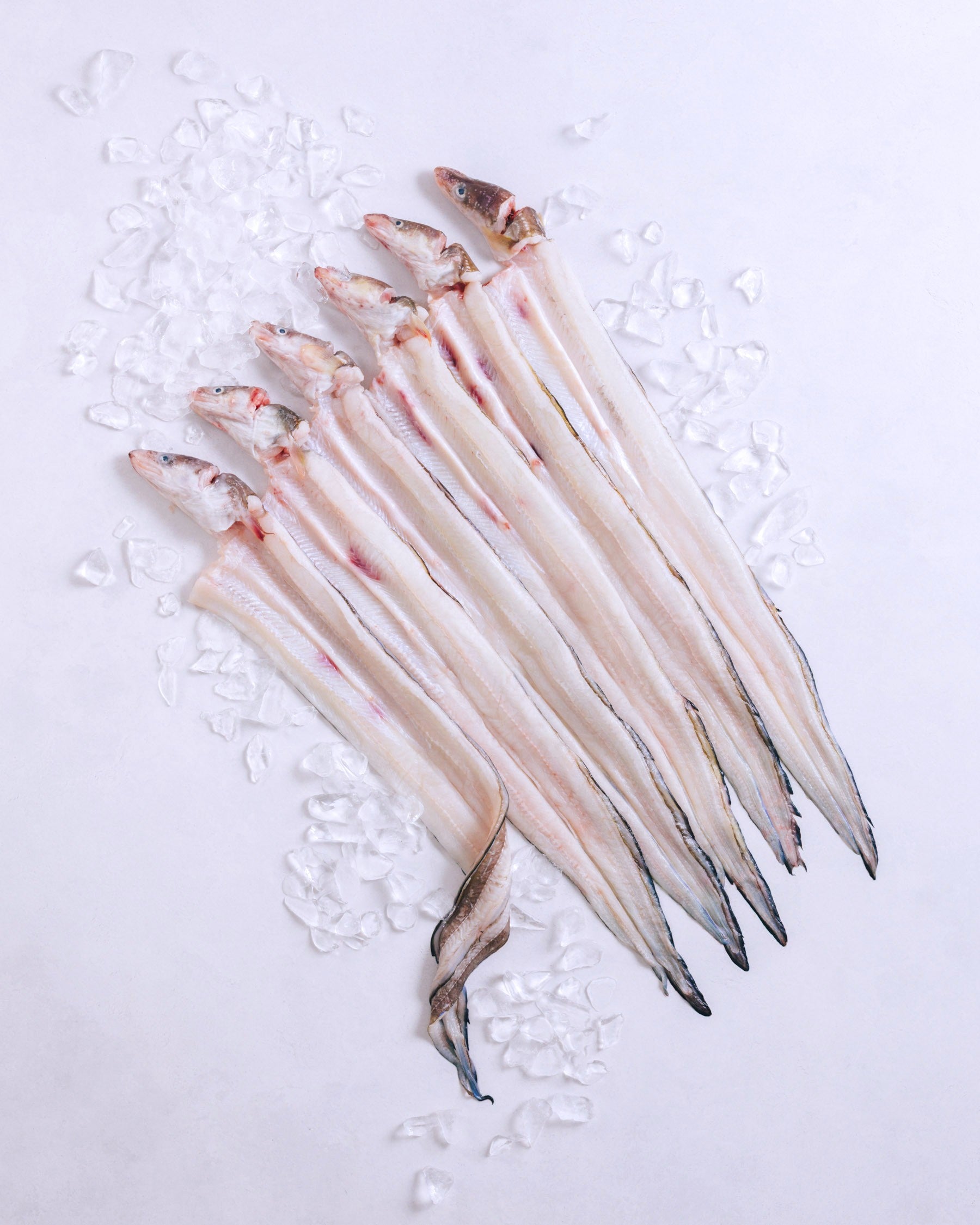 長崎県対馬　神経締め穴子の開き　2.5kg　冷凍