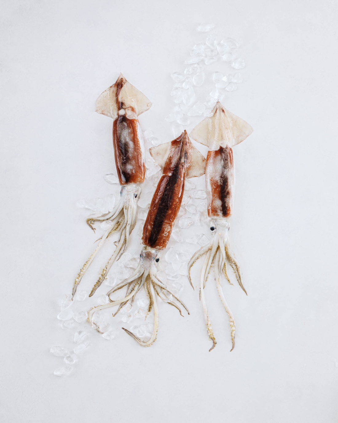 日本海富山湾 生スルメイカ（約2.5～3kg）